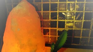 Un cactus, avec un grand objet orange et translucide placé à côté.