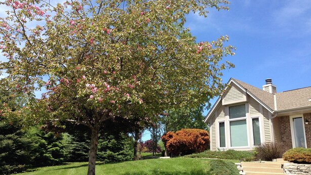 Ein Wohnhaus mit gepflegtem Rasen, ein Baum mit rosa Blüten und einem strahlend blauen Himmel.