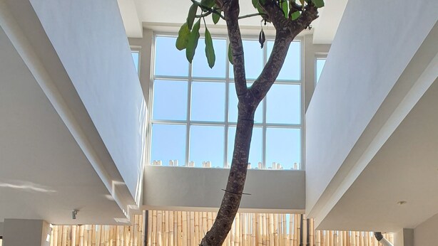 Un intérieur moderne agrémenté d’un arbre central, d’un élément décoratif aquatique et d’un mur en bambou.