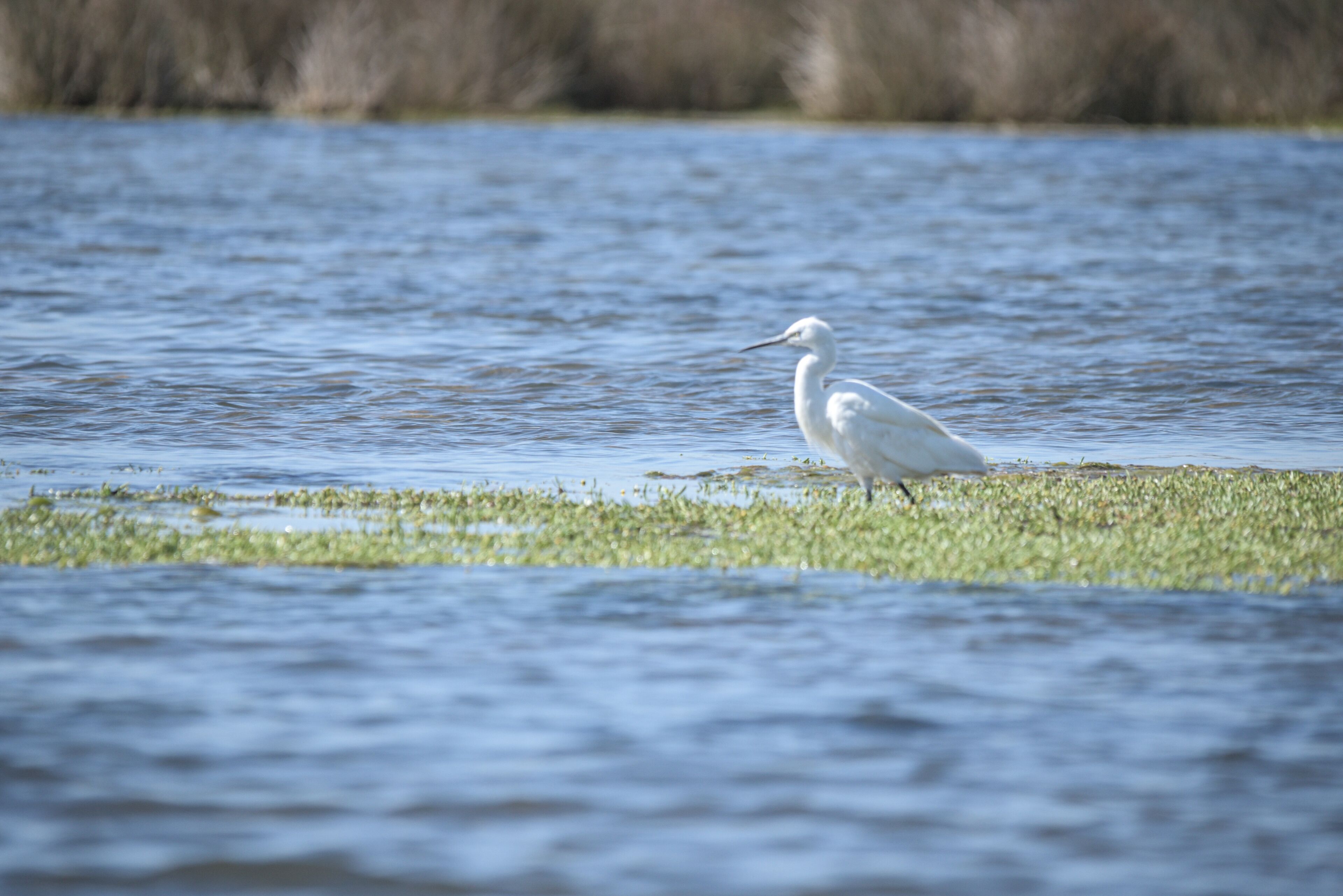A white bird standing in shallow water with grass.