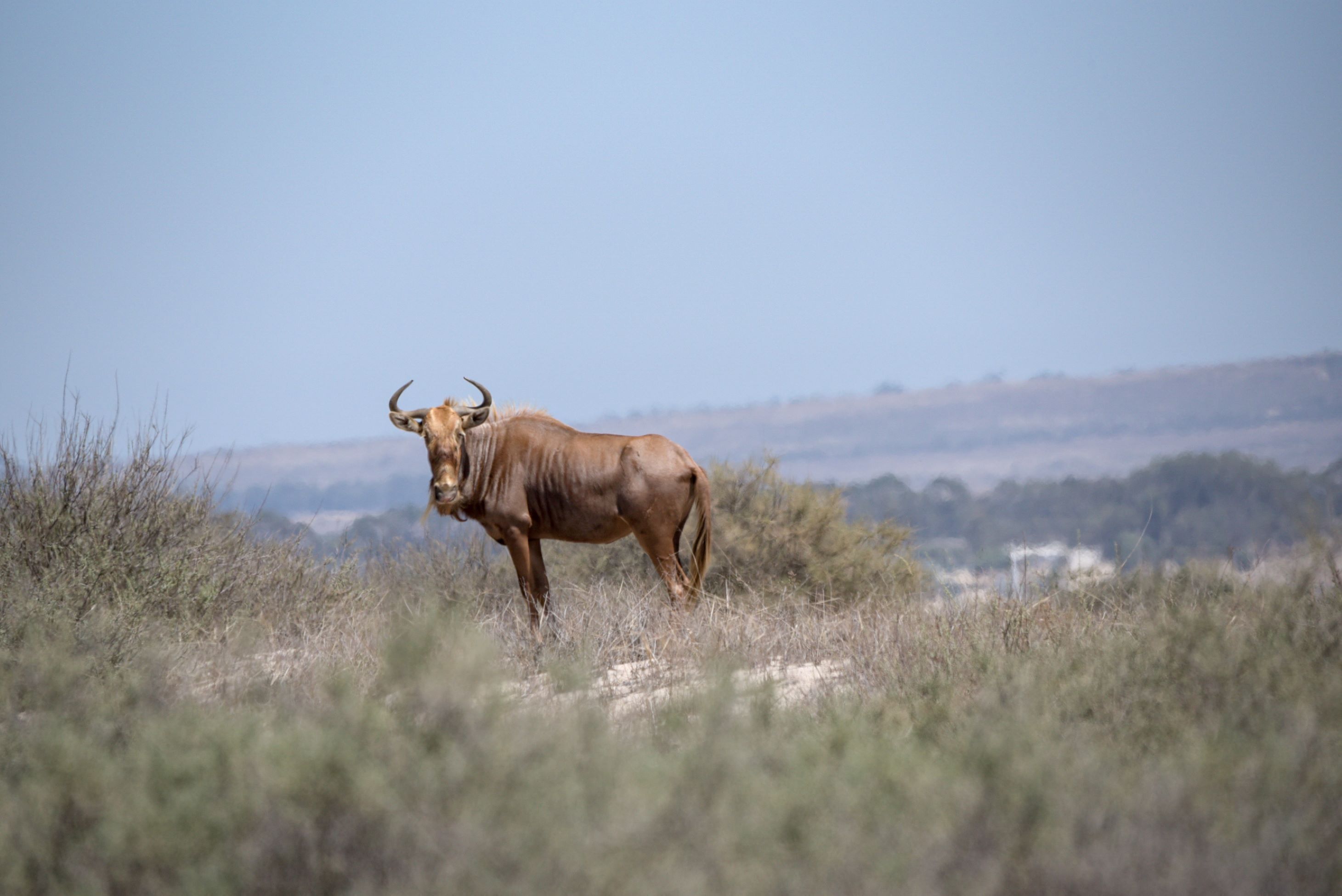 A kudu standing in a grassy field with a clear sky in the background.