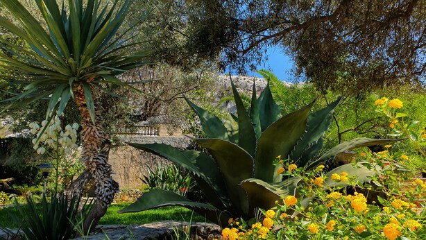 A garden with various plants and flowers, including purple and pink flowers, and large green leaves. - VILLA PLEMMYRIA. Semi-detached villa immersed in the greenery of the Plemmirio Marine Protected Oasis (Plemmirio)