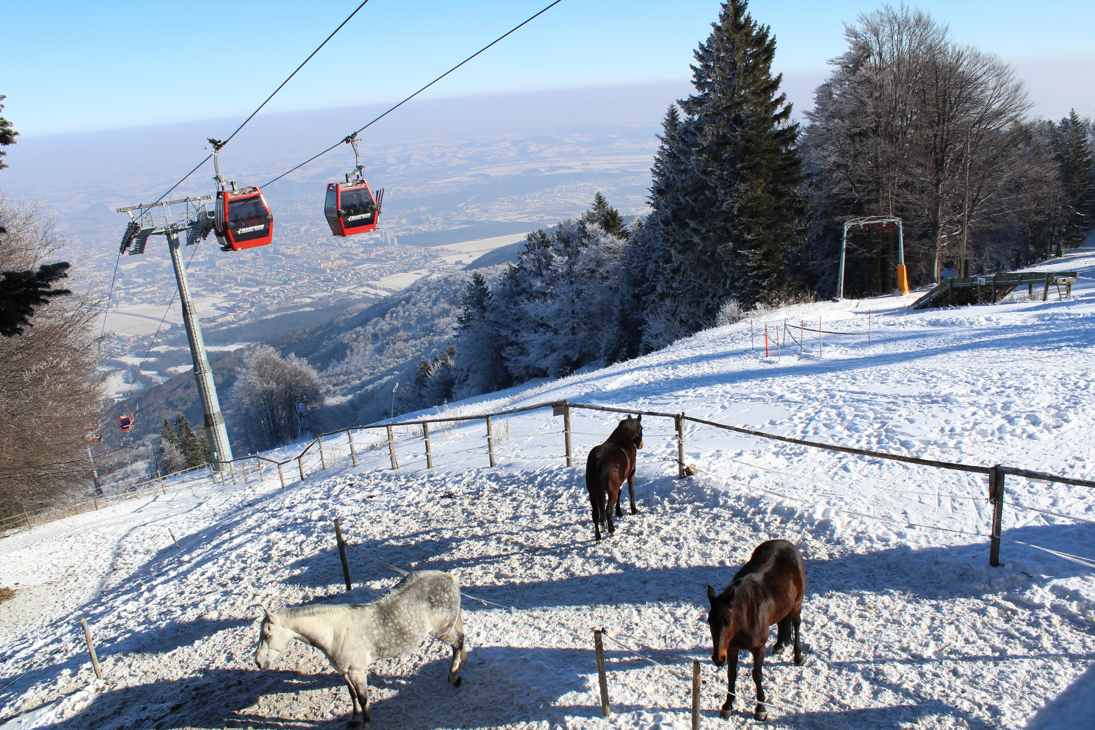 A snowy landscape with a ski lift, horses, and a fenced area.