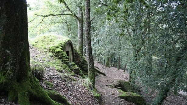 Un sentier forestier bordé d’une structure en pierre recouverte de mousse.