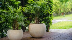 Twee potplanten op een houten oppervlak met een tuin op de achtergrond.