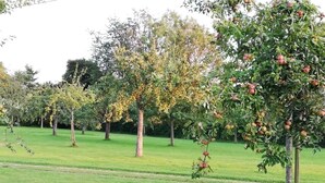 An orchard with apple trees bearing fruit. - Le Cottage de Cour la Ville (Le Mesnil-sur-Blangy)