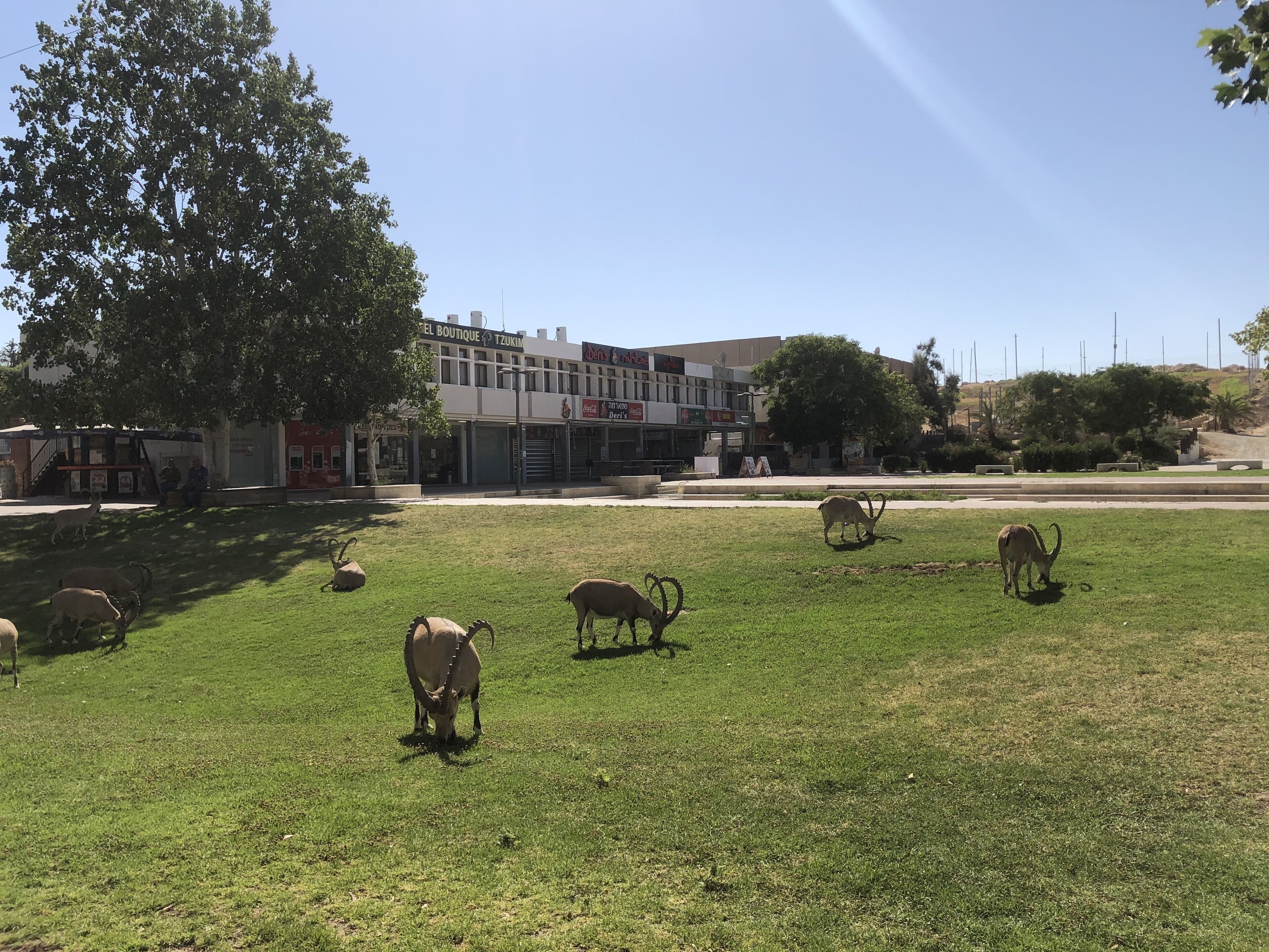 A grassy field with several animals grazing, a building with multiple storefronts in the background, and a large tree providing shade.