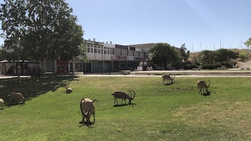 A grassy field with several animals grazing, a building with multiple storefronts in the background, and a large tree providing shade.