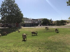Eine grasbewachsene Wiese mit mehreren grasenden Tieren, im Hintergrund ein Gebäude mit mehreren Geschäften und ein großer Baum, der Schatten spendet.