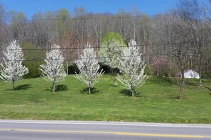 Une route bordée d’une zone herbeuse et avec des arbres en arrière-plan.