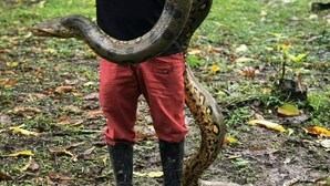 Eine Person hält eine große Schlange in einem bewaldeten Gebiet.