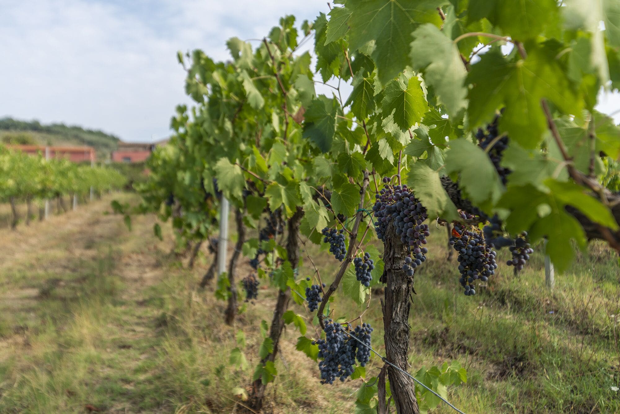 Un vignoble où s’alignent des rangées de vignes chargées de grappes de raisins noirs.