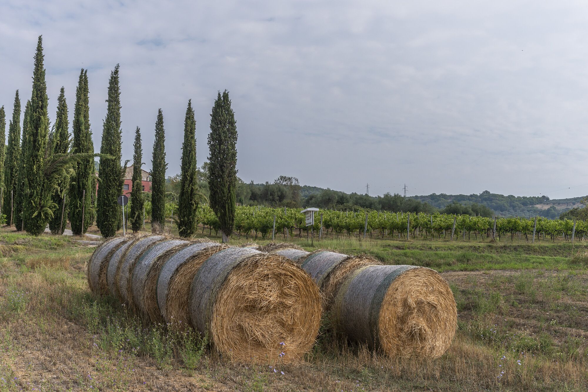Fardos de heno en un campo, con un viñedo y altos árboles al fondo.
