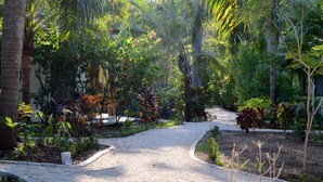 Un vialetto immerso in piante e alberi tropicali.