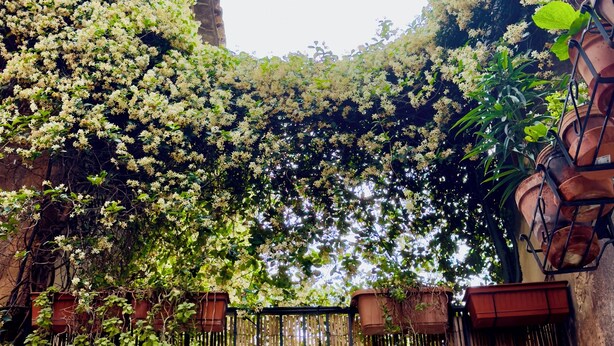 A narrow alley with a wooden fence and a building covered in climbing plants.