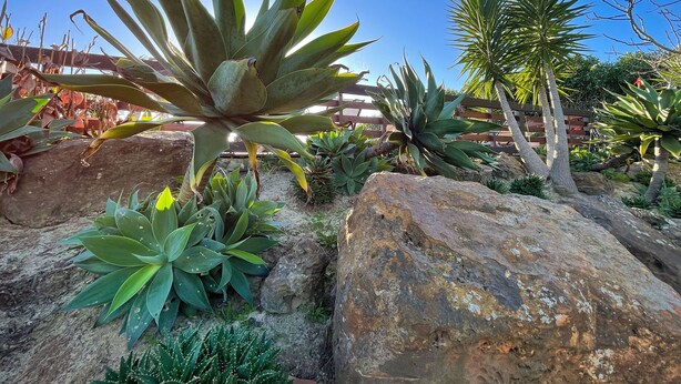 Un jardín con diversos suculentos y grandes rocas.