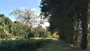 A pathway through a park with trees and greenery. - Sofi's Hostel Monteverde (Sierra)