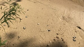 Une plage de sable fin bordée d’une eau claire, un quai avec des bateaux et quelques plantes.