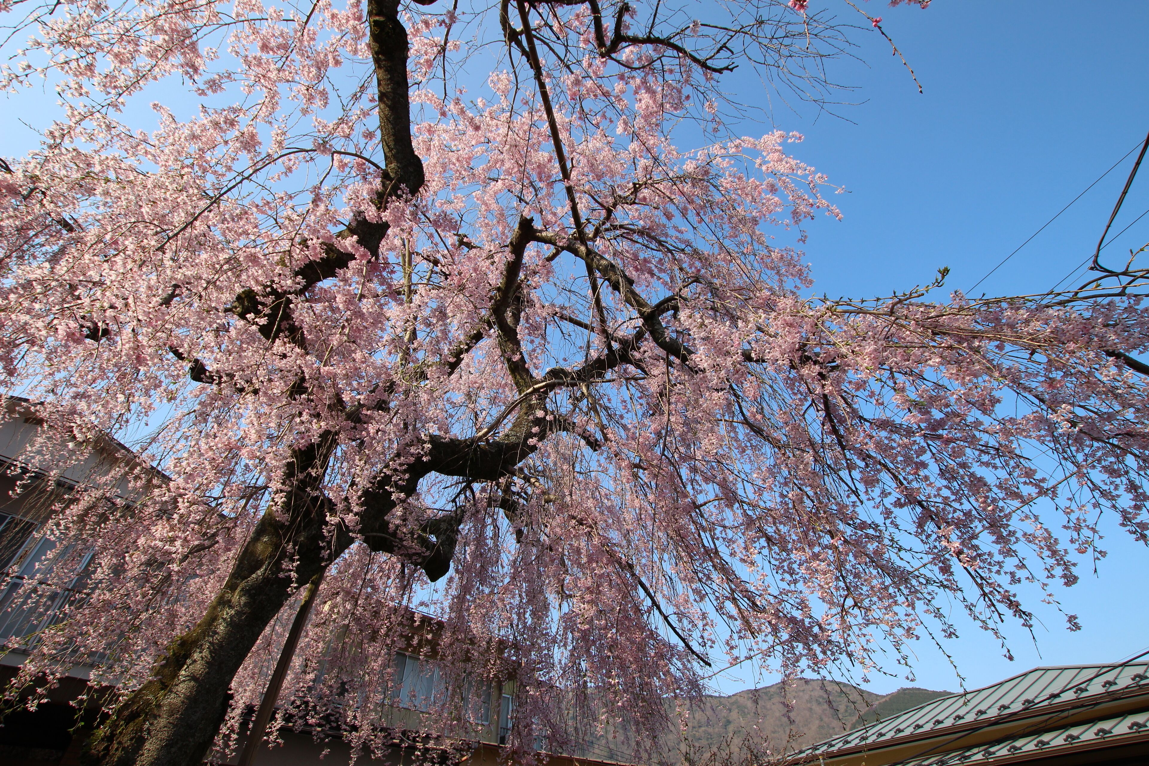 A cherry blossom tree with a clear blue sky in the background.
