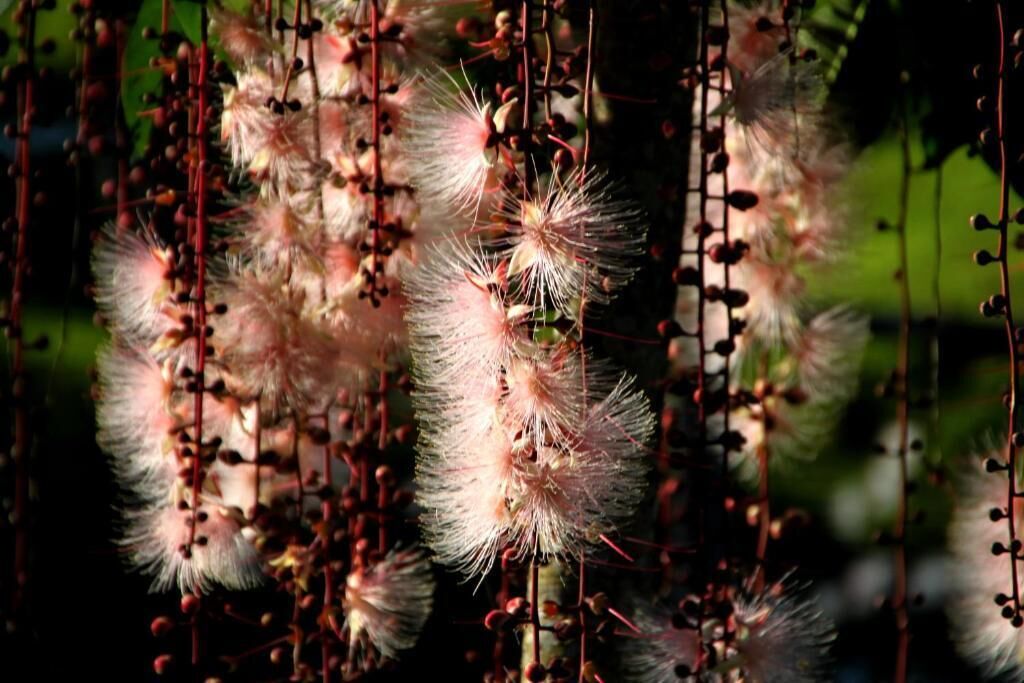 A dense cluster of pink, fuzzy flowers hanging from a vertical structure.
