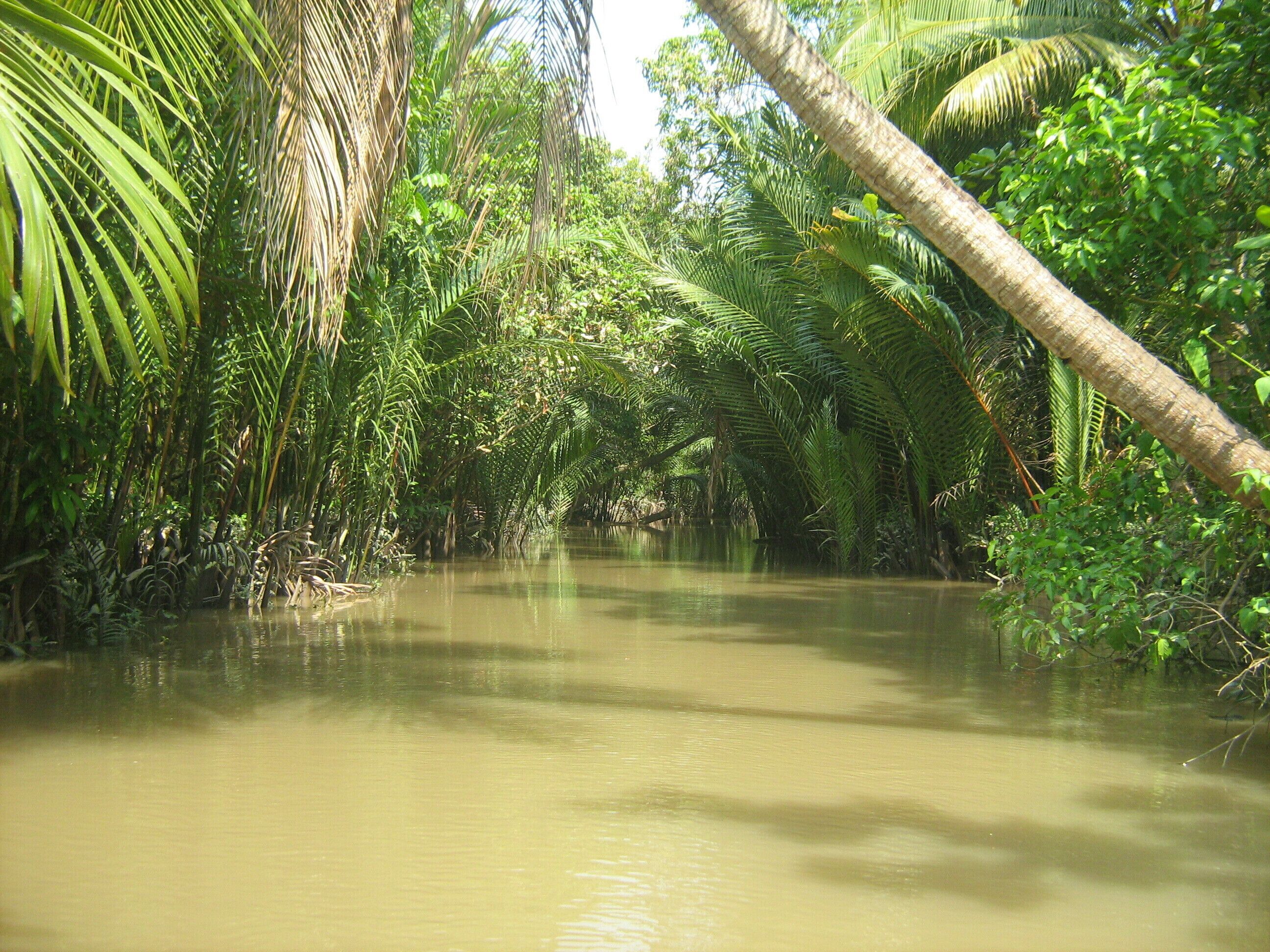 Un río rodeado de exuberante vegetación tropical.