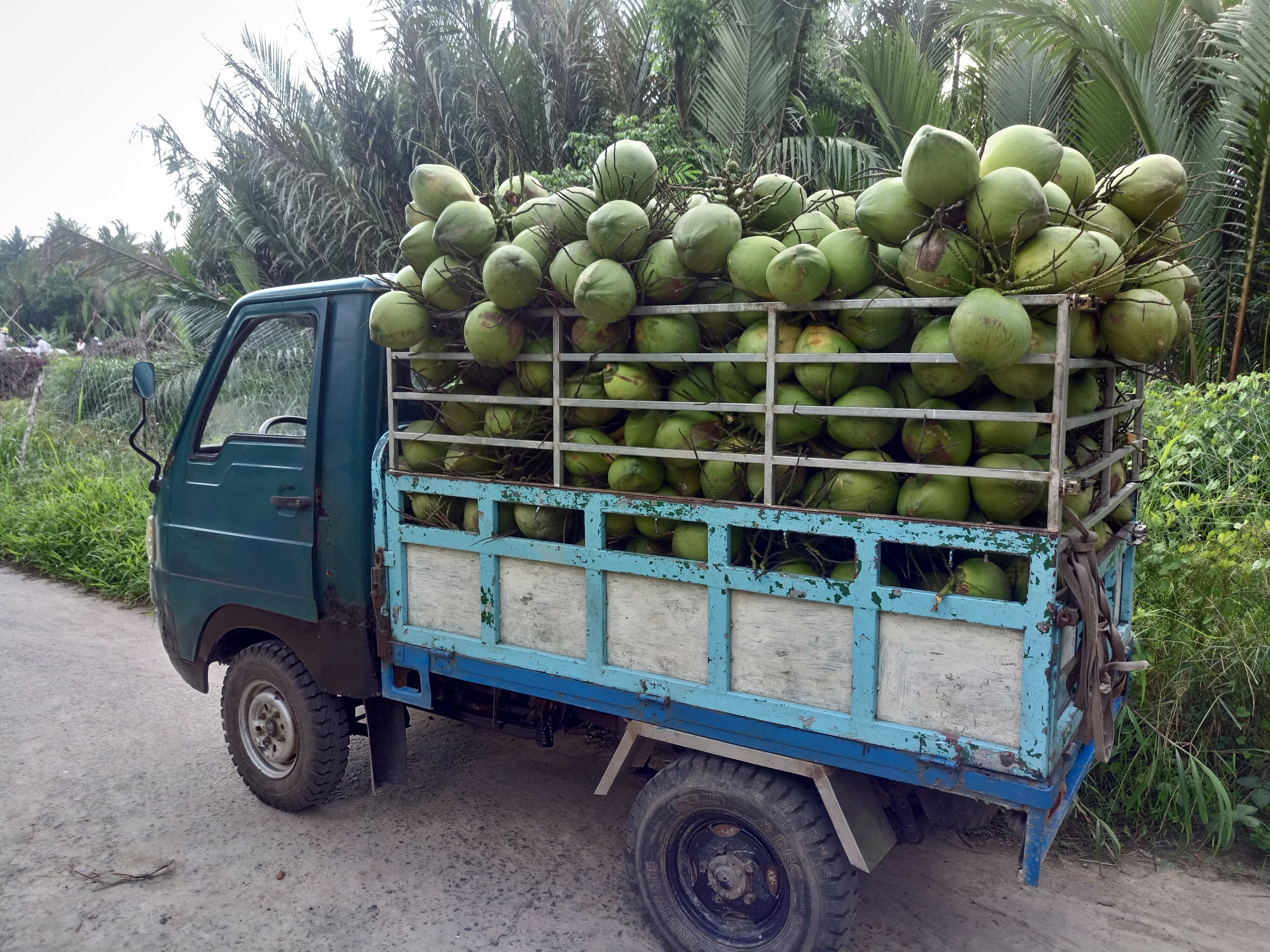 A truck loaded with green coconuts.