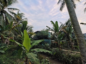 A lush garden with various tropical plants and a pathway. - Coco Happy Farm (Luong Hoa)