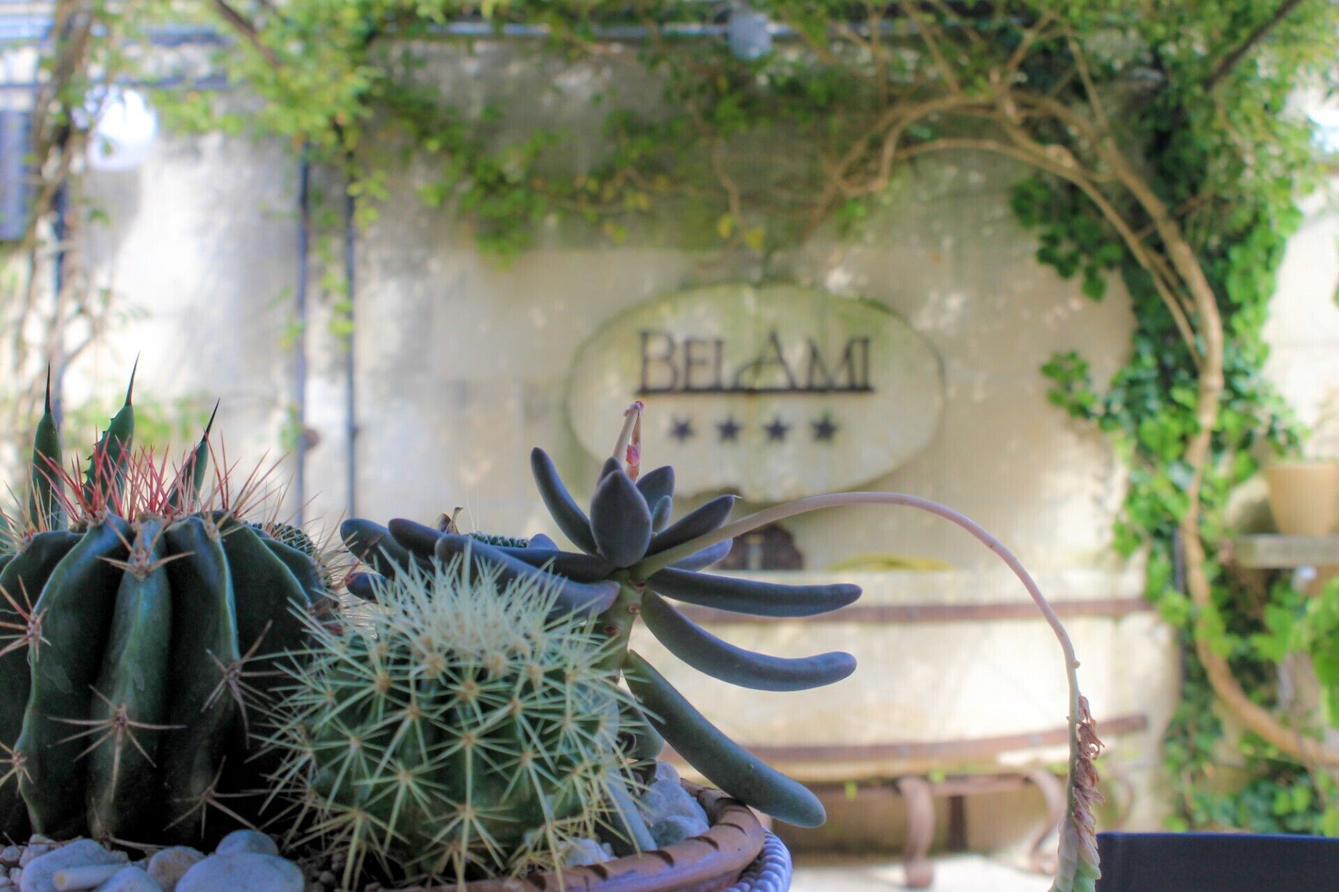 Une collection de cactus en pots, disposée devant un mur sur lequel est inscrit le mot « BELAMI ».