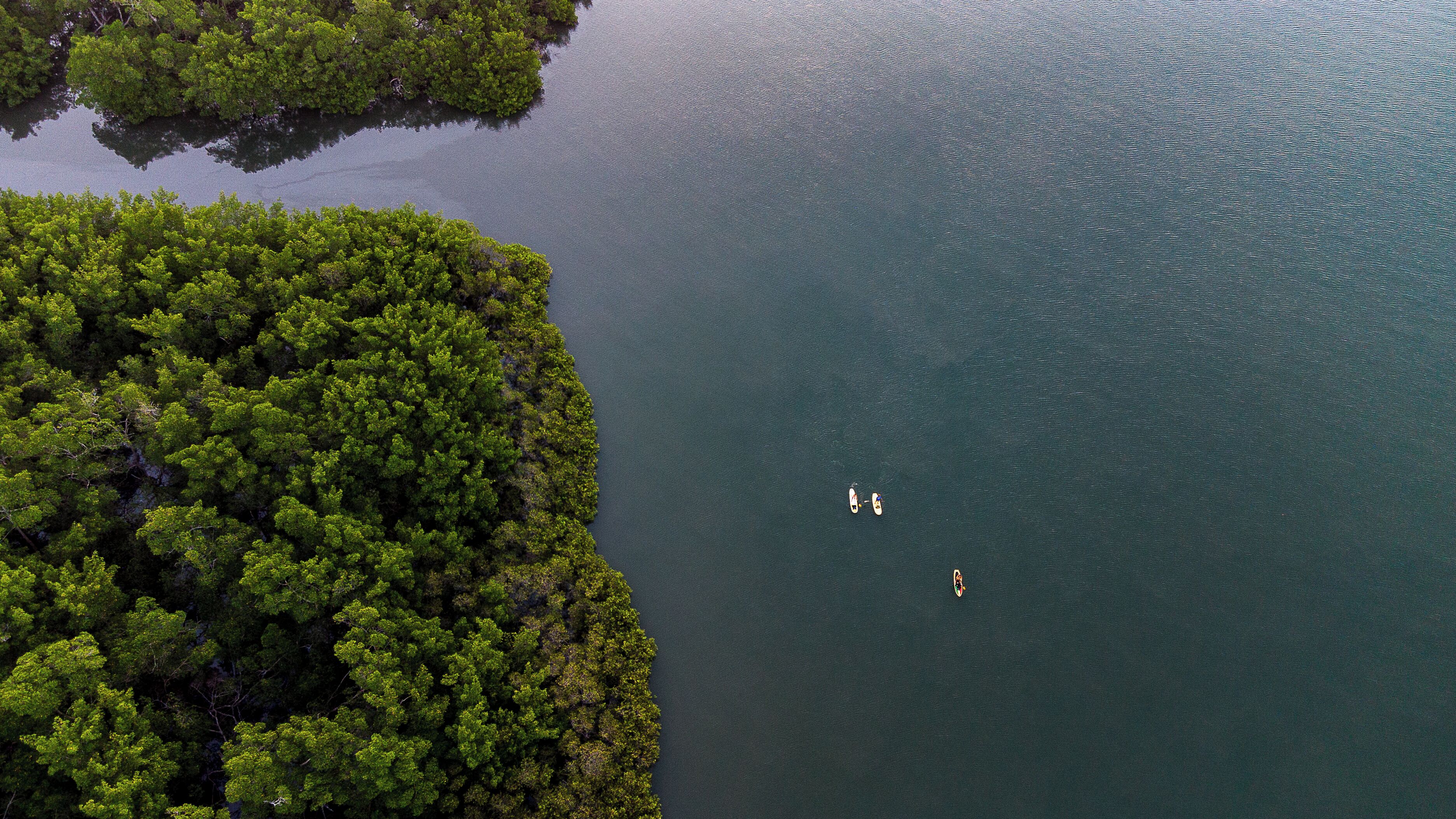 An aerial view of a coastal area with dense green vegetation and calm water.