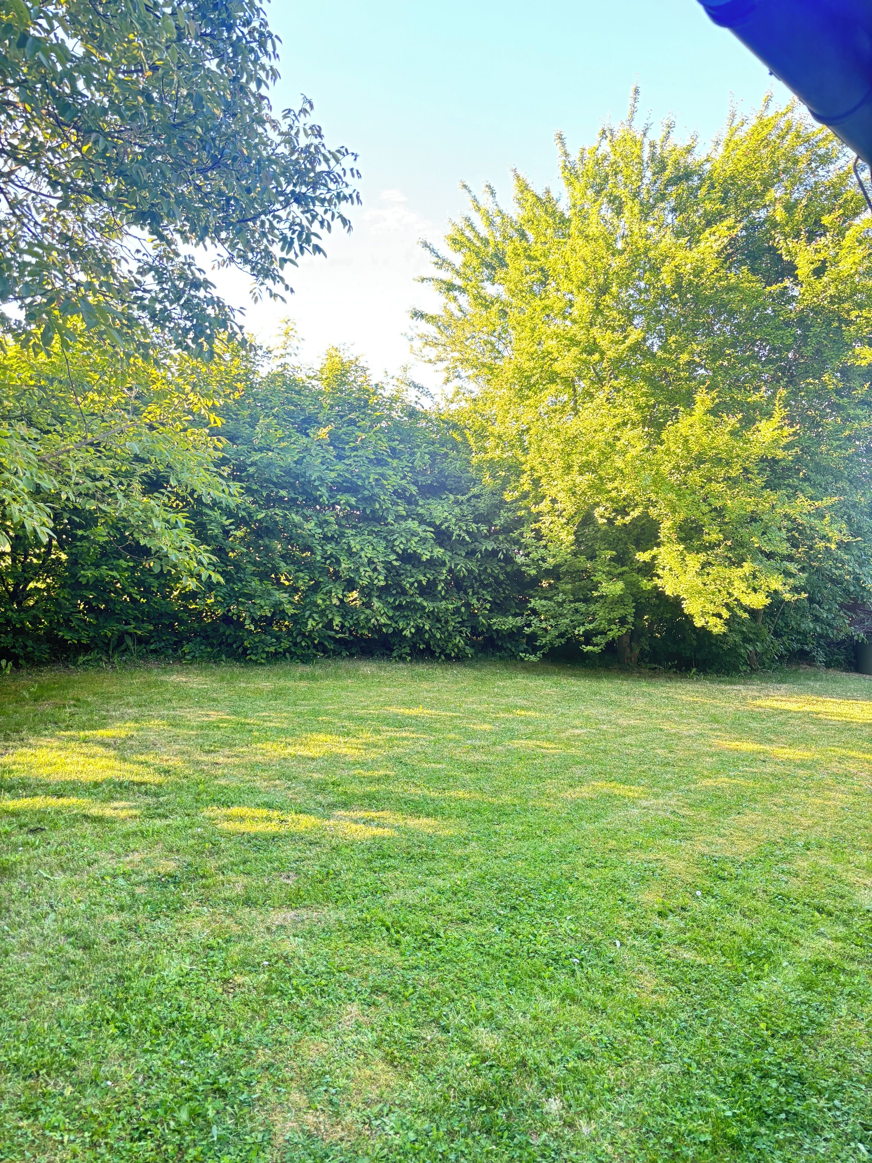 A grassy field with trees in the background.