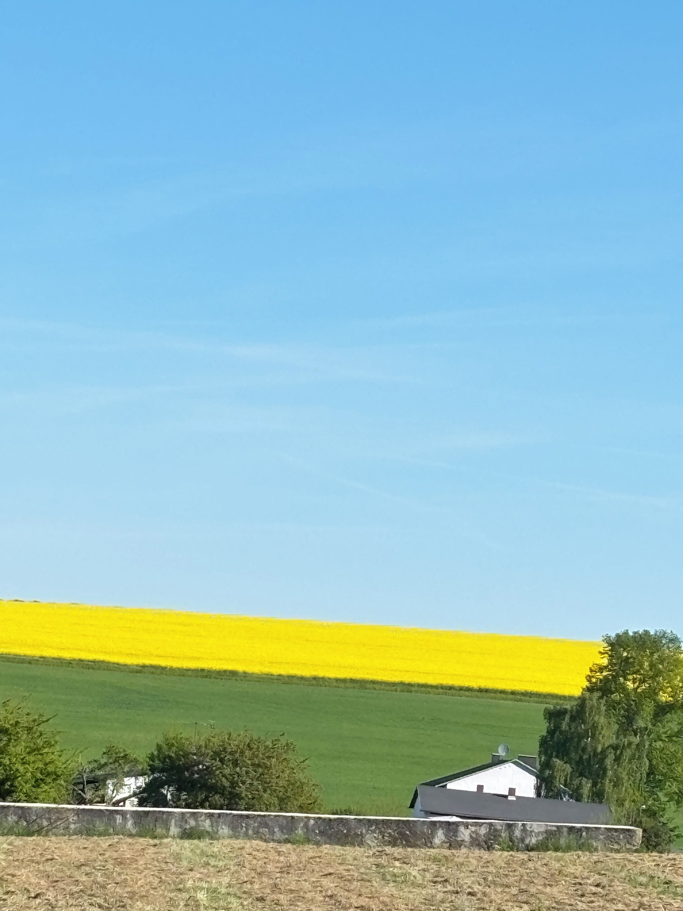 Paisagem rural com um campo de flores amarelas e um campo verde em primeiro plano, com um edifício branco visível em parte.