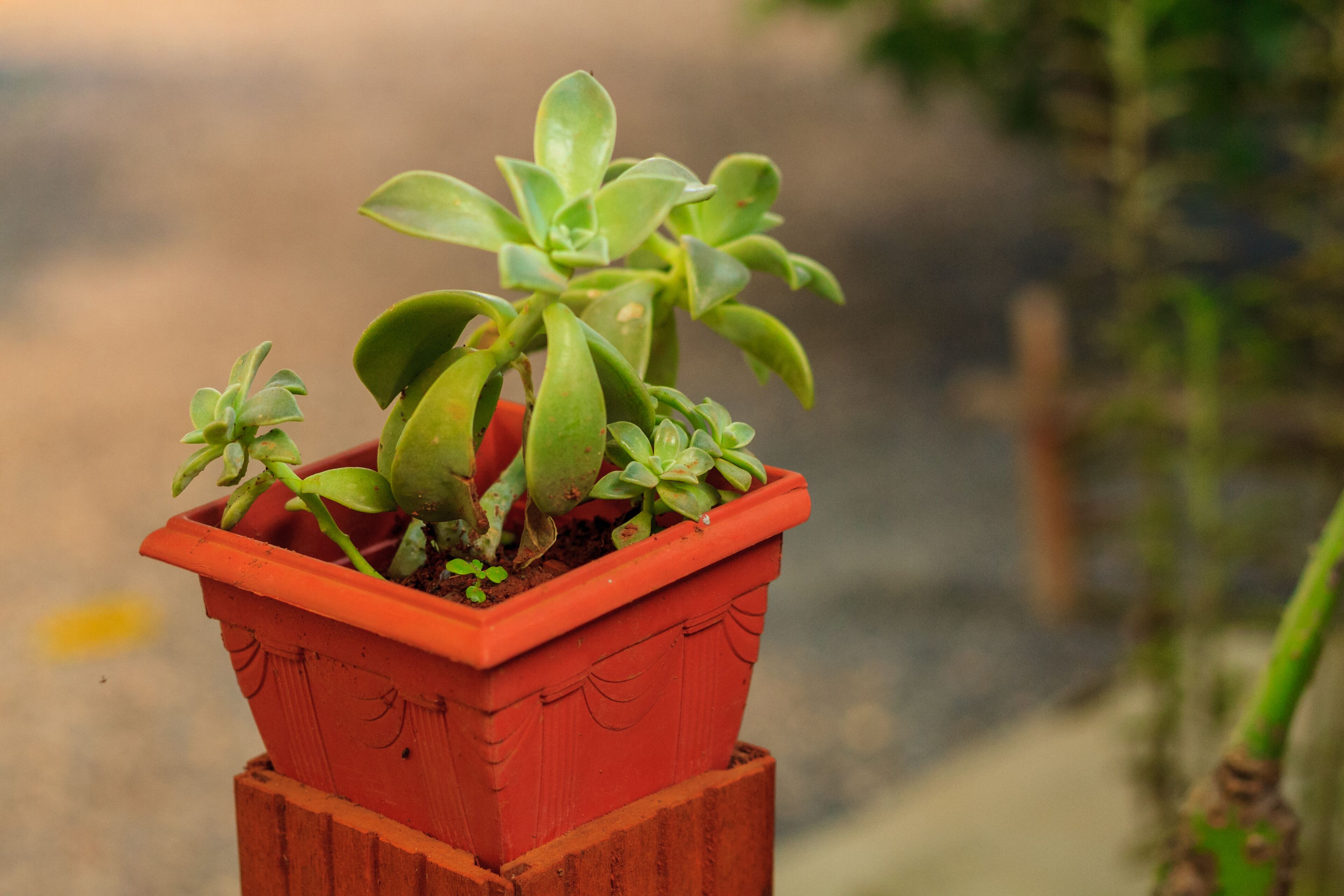 Una planta en maceta con hojas verdes y una maceta roja.