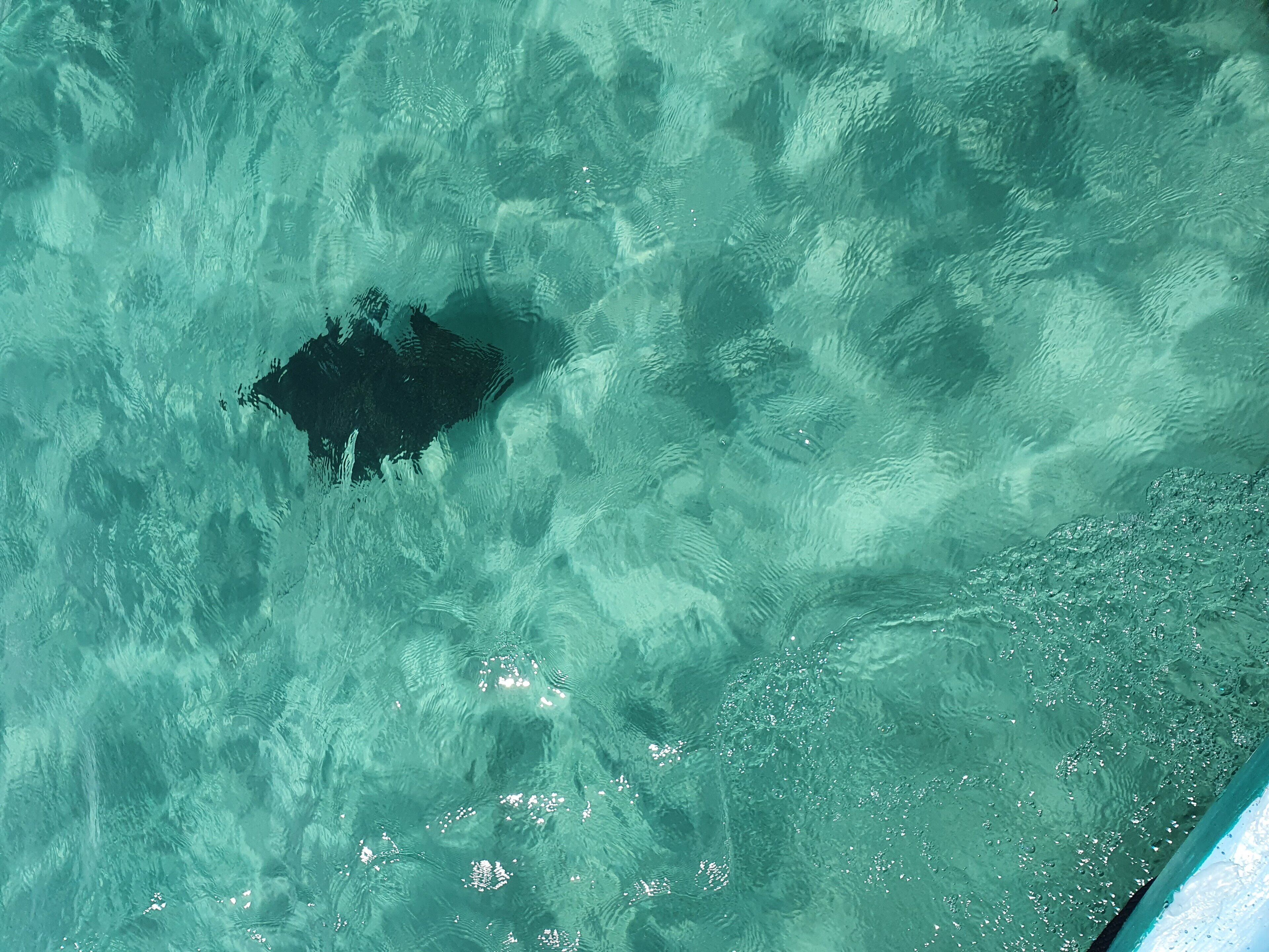 A clear view of a swimming pool with a dark object floating on the surface.