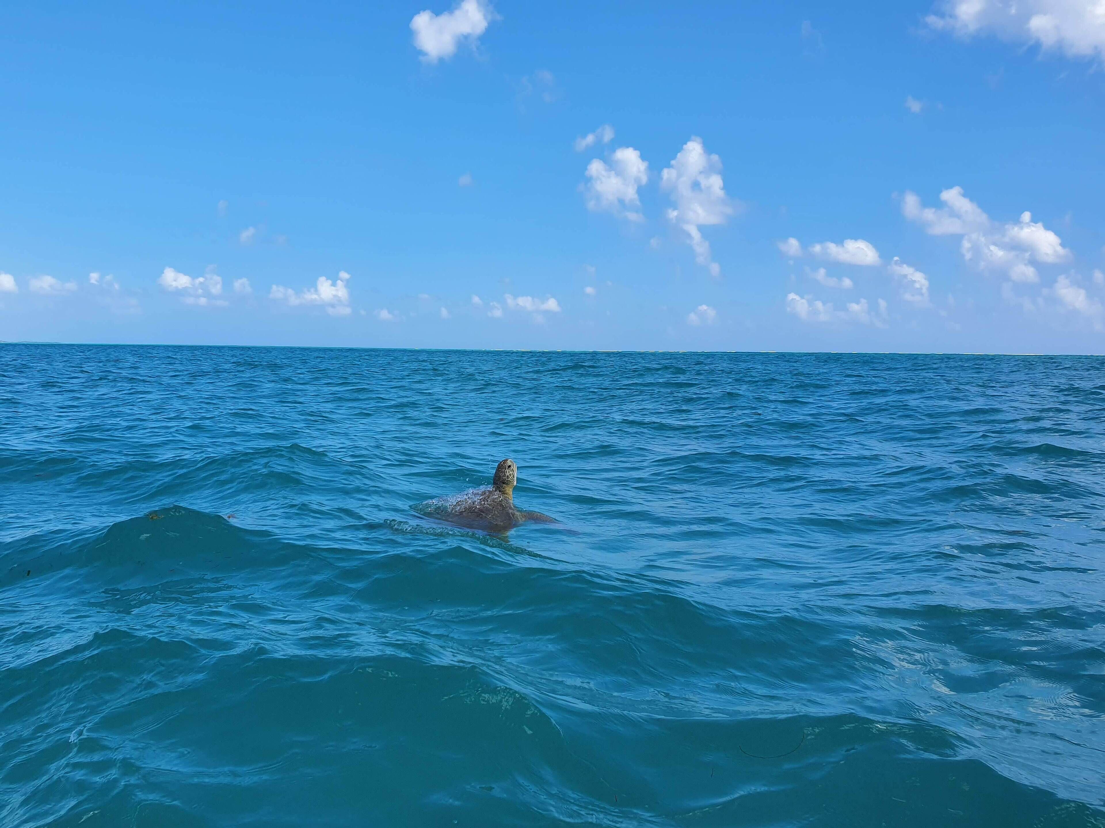 on the beach, white sand