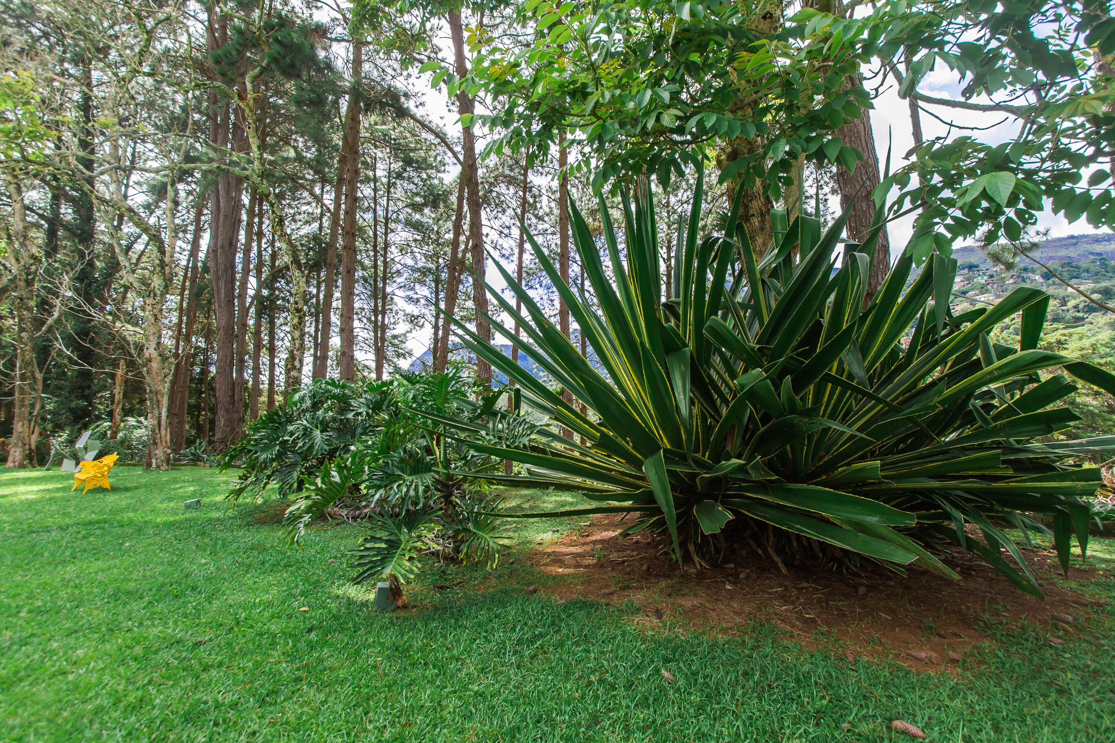 Een weelderige tuin met verschillende planten en bomen, waaronder een opvallende agaveplant op de voorgrond.
