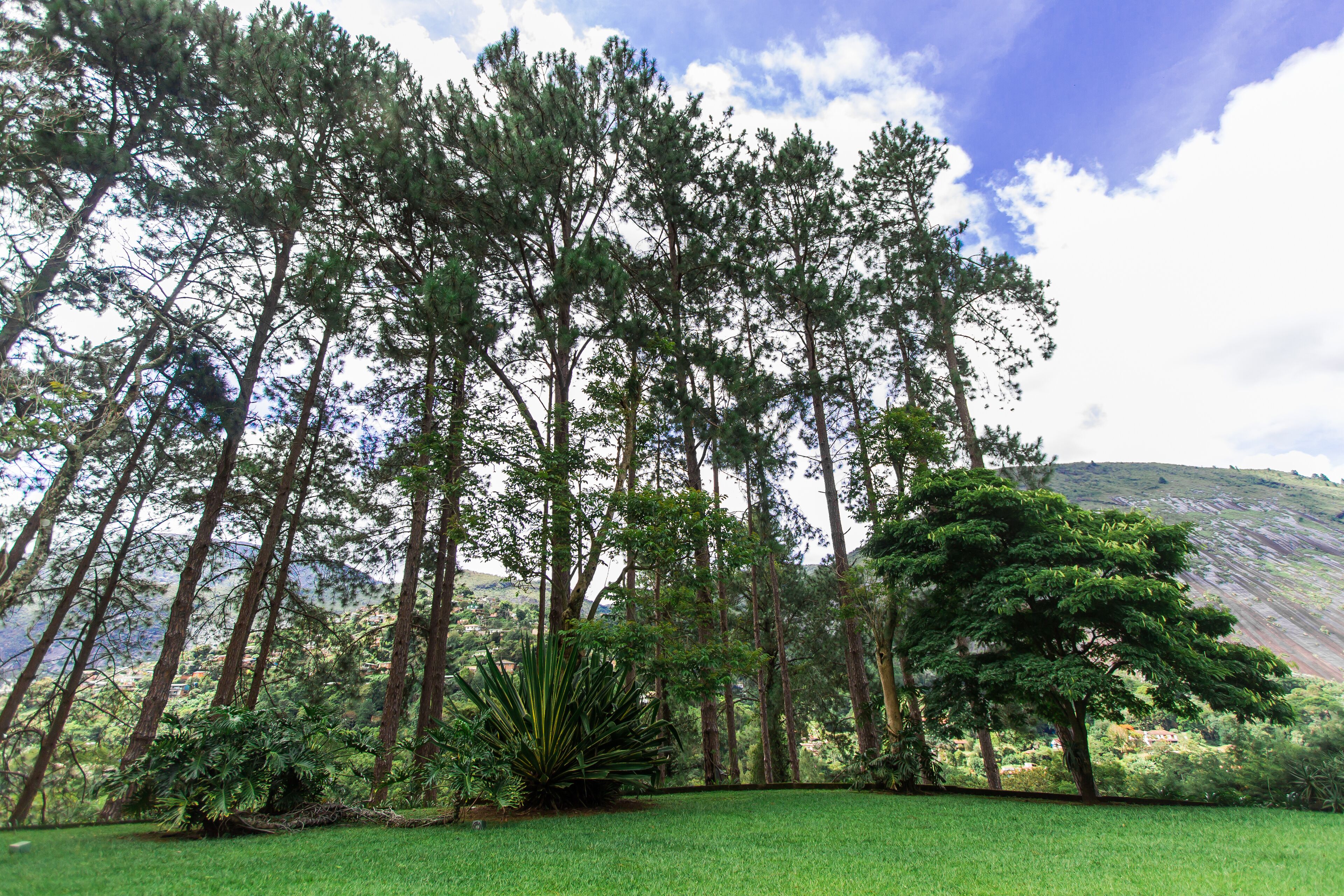 Un paysage verdoyant et luxuriant, avec de grands arbres et une zone herbeuse.