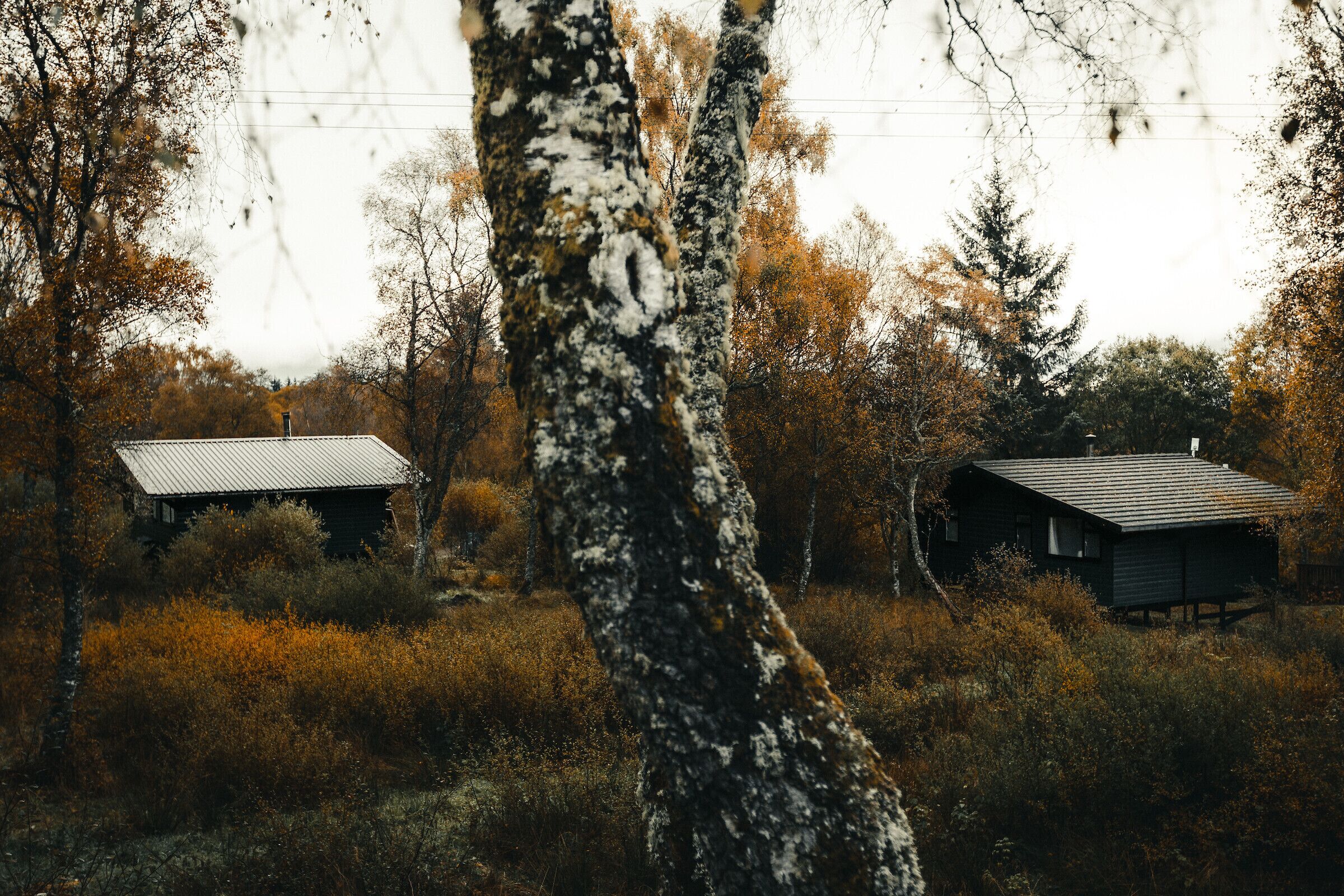 Eine rustikale Holzhütte, umgeben von dichtem Wald und hohen Bäumen.