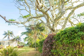 Stroll through a serene garden surrounded by mature trees and lush greenery, enclosed by a fence.