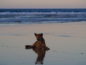 Beach - Ocean Views Sleeps 20 (Fraser Island)