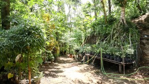 A forested path with potted plants and a wooden bench. - JIO Homestay (Yogyakarta)