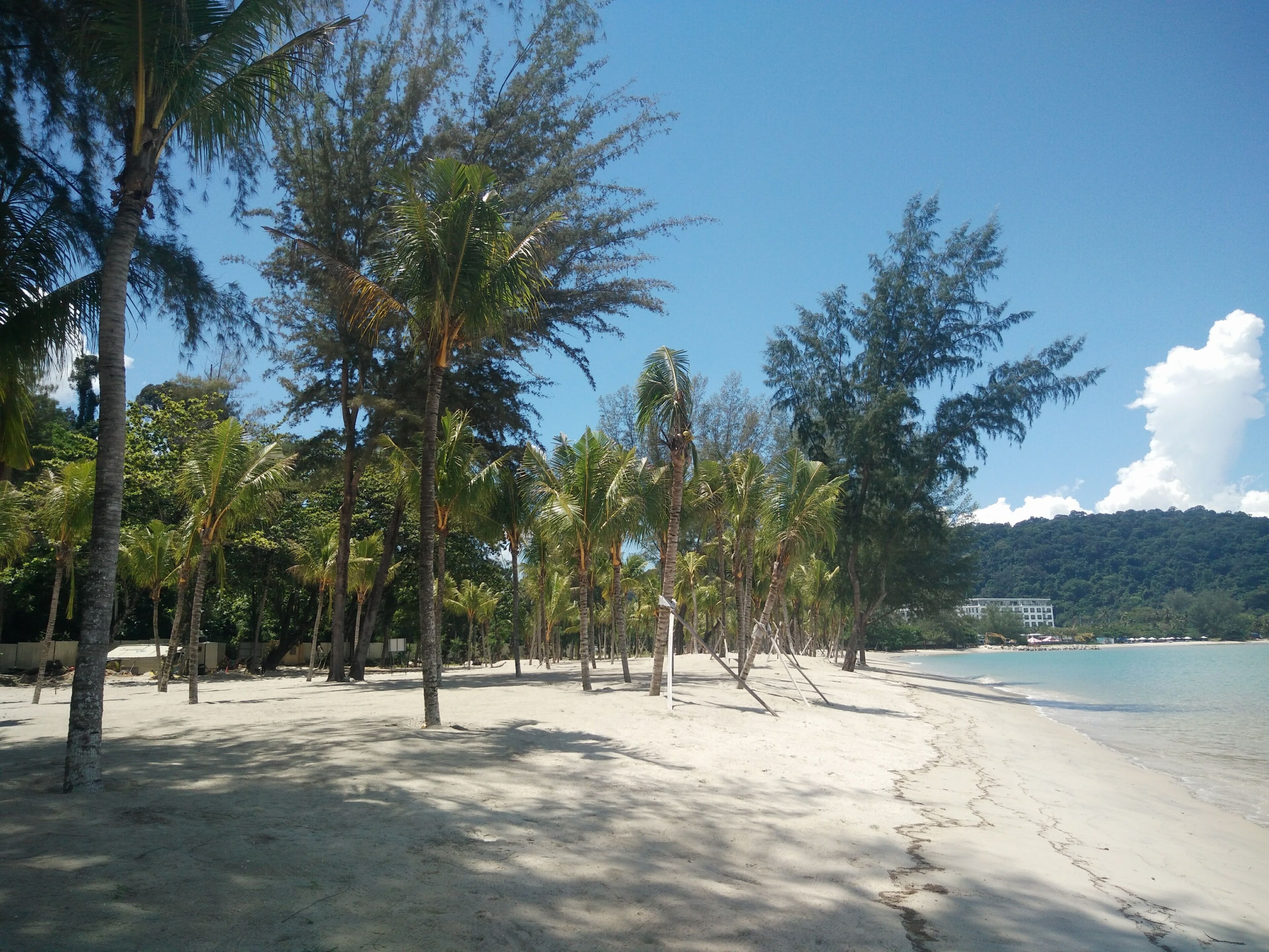 Una playa con palmeras y cielo despejado.
