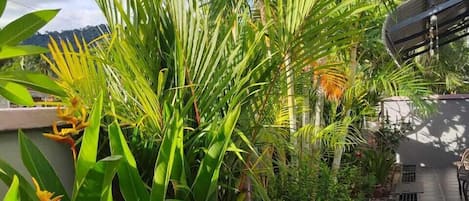 Un exuberante jardín con diversas plantas tropicales y un camino de piedra.