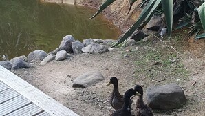 Une terrasse en bois avec un bassin, entourée de rochers et de verdure.