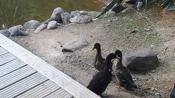Individually decorated, individually furnished, iron/ironing board