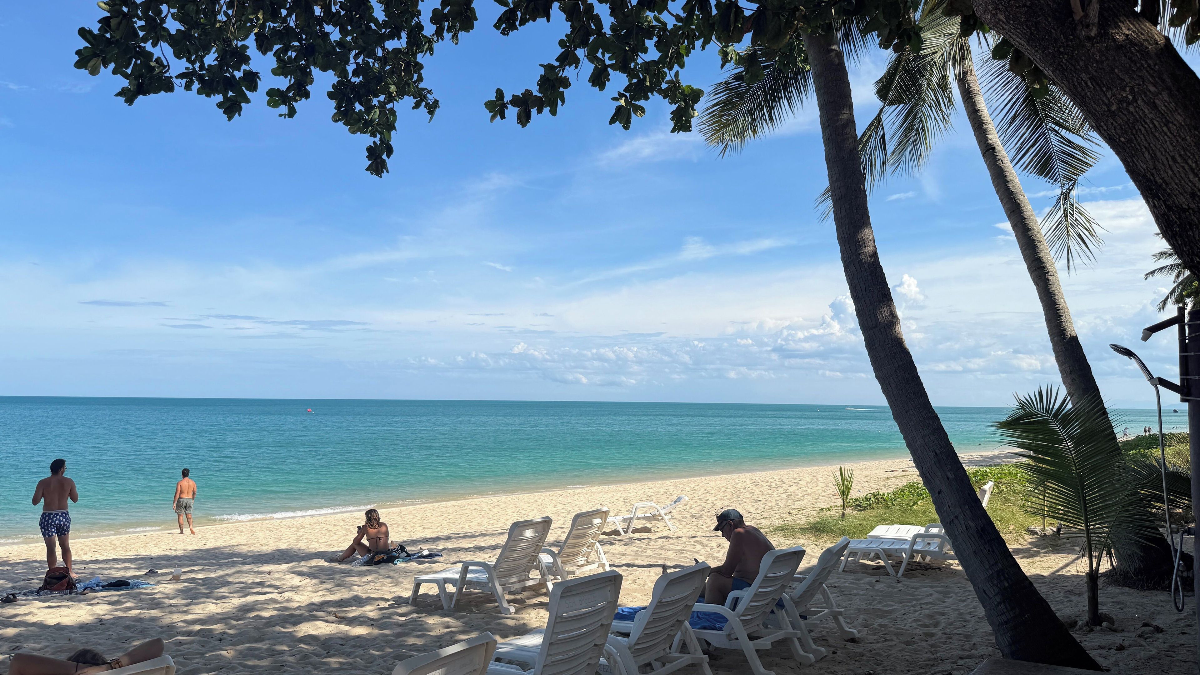 A beach with clear skies, palm trees, and a calm sea.