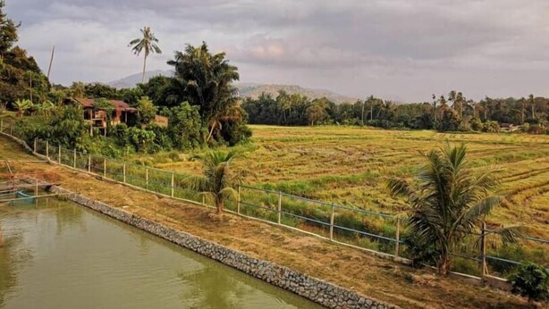 A rural landscape with a water body, terraced fields, and scattered trees. - Guesthouse Beluru (Kuala Kangsar)