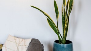 Quarto com sofá, uma mesinha com planta em vaso e uma luminária na parede.