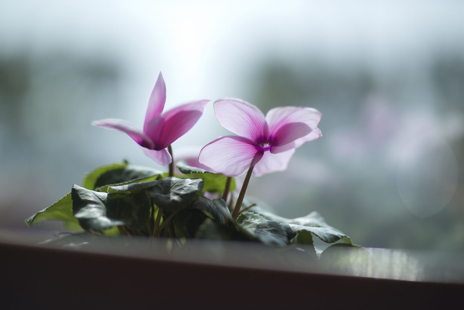 A window with two pink flowers in a pot.