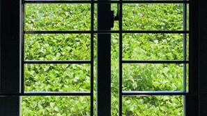 Ein Fenster mit Blick auf üppiges Grün und eine Palme.