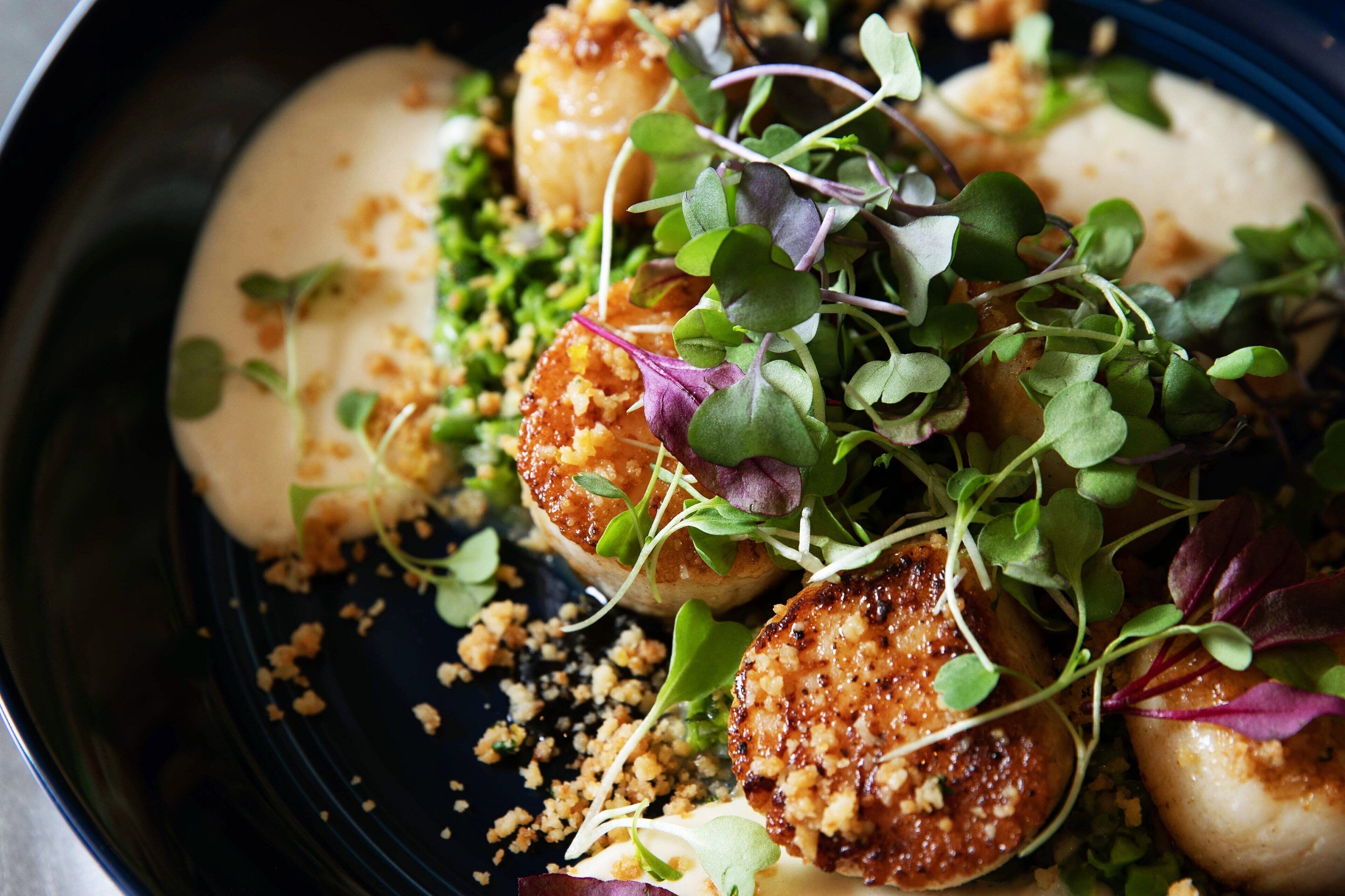 A dish with seared scallops, creamy sauce, and microgreens on a dark plate.
